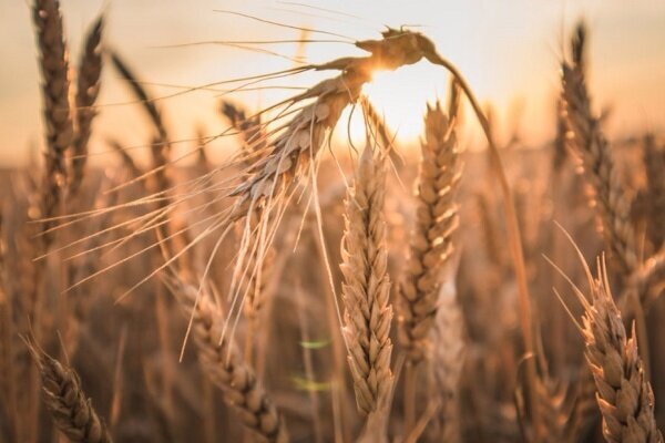 سود کشاورز در جیب دلال؛ خرید تضمینی گندم در بودجه شفاف می شود؟