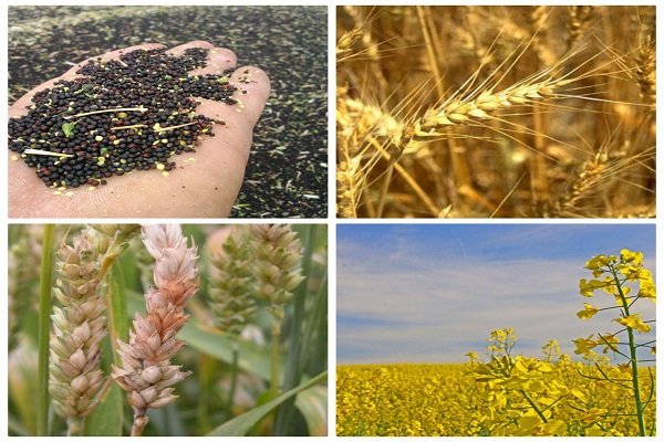 ضمانتی برای «خرید تضمینی» محصولات اساسی کشاورزی نیست؟